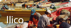 Caleta Llico